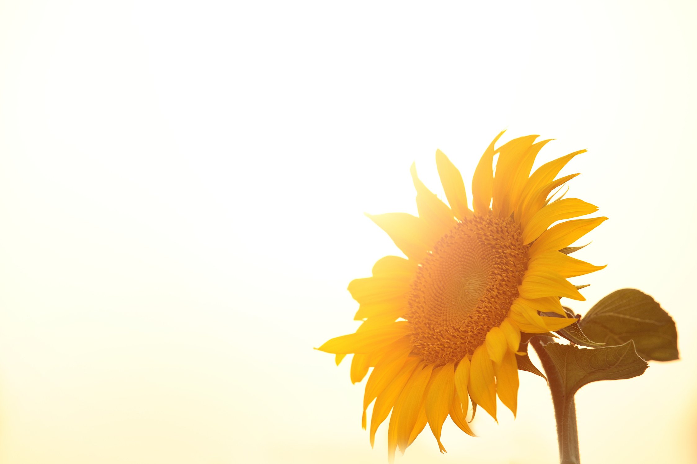 Sunflower background