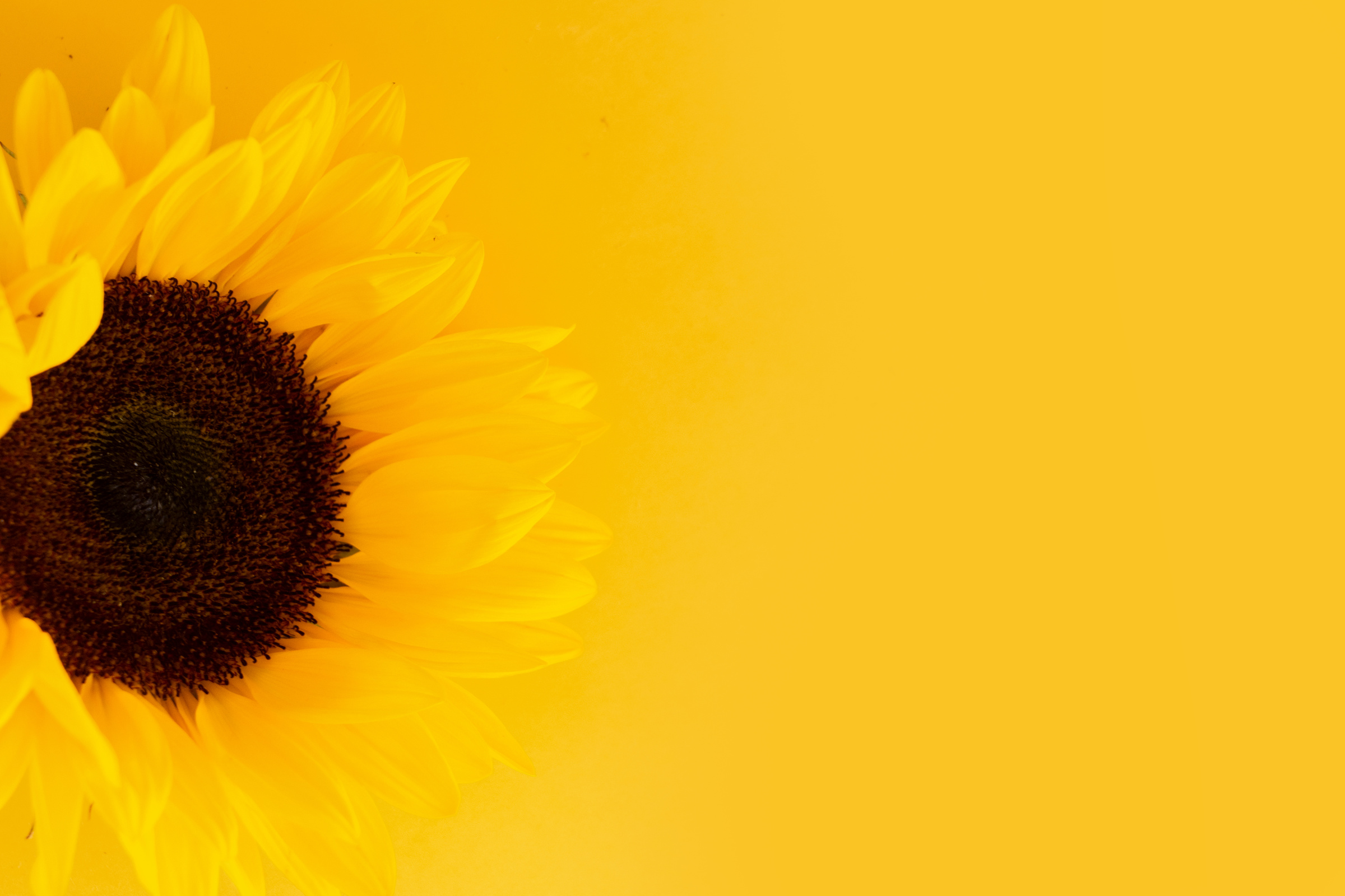 Sunflowers on Yellow Background